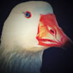 Meet your Posher, Zoe